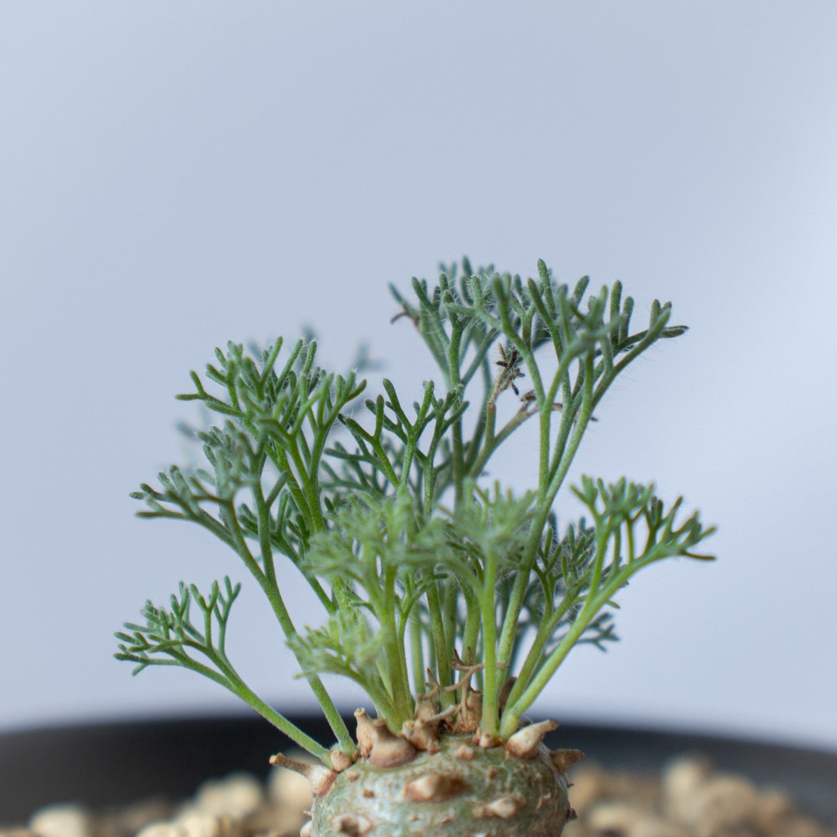 モンソニア ペニクリナム Monsonia peniculinum サルコカウロン