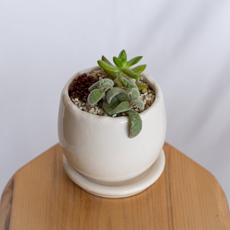 Top【選抜株】多肉植物　364007ジゼル　24個　鉢無し/脱土 多肉植物 寄せ植え 鉢セット インテリア 多肉植物 観葉植物 珍奇植物