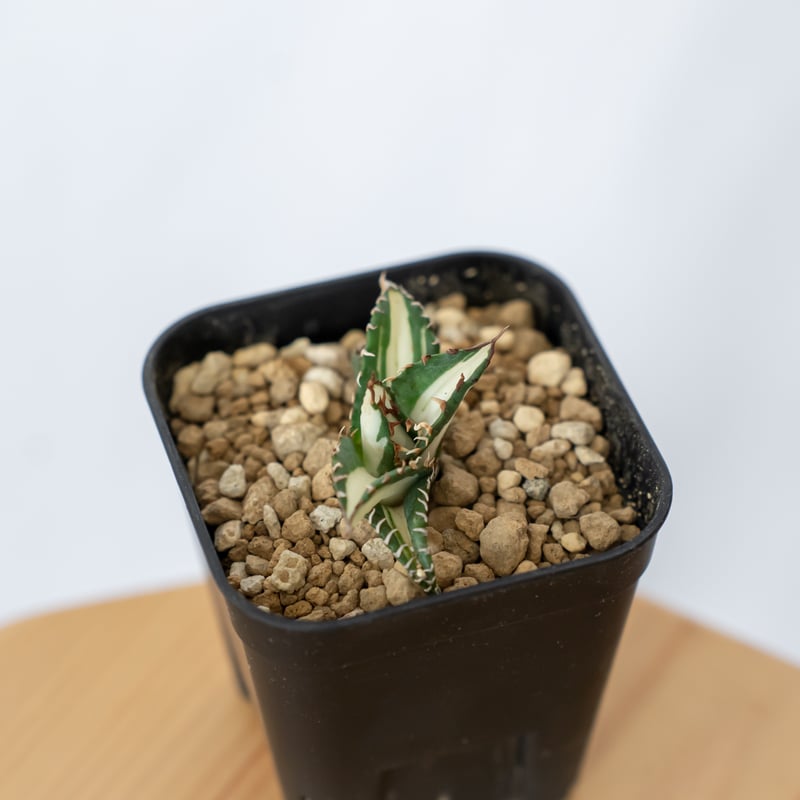 アガベ チタノタ 太陽神 白中斑【発根管理中】TC株 Agave