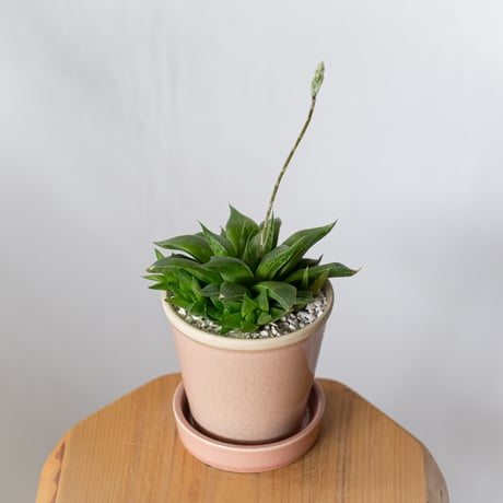 ハオルチア 鉢セット Haworthia 多肉植物 珍奇植物 静岡 ANTIDOTE 通販 S1336
