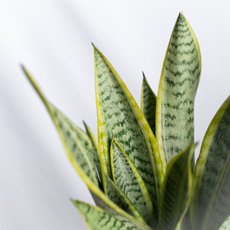サンスベリア ローレンティー トラノオ 鉢セット Sansevieria trifasciata Laurentii  観葉植物 多肉植物 インテリアグリーン 静岡 ANTIDOTE 通販 S1299