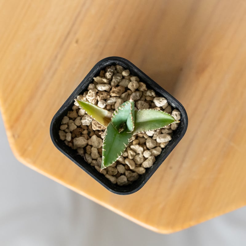 アガベ チタノタ 白豪刺 TC株 Agave titanota Byakugoshi 多肉