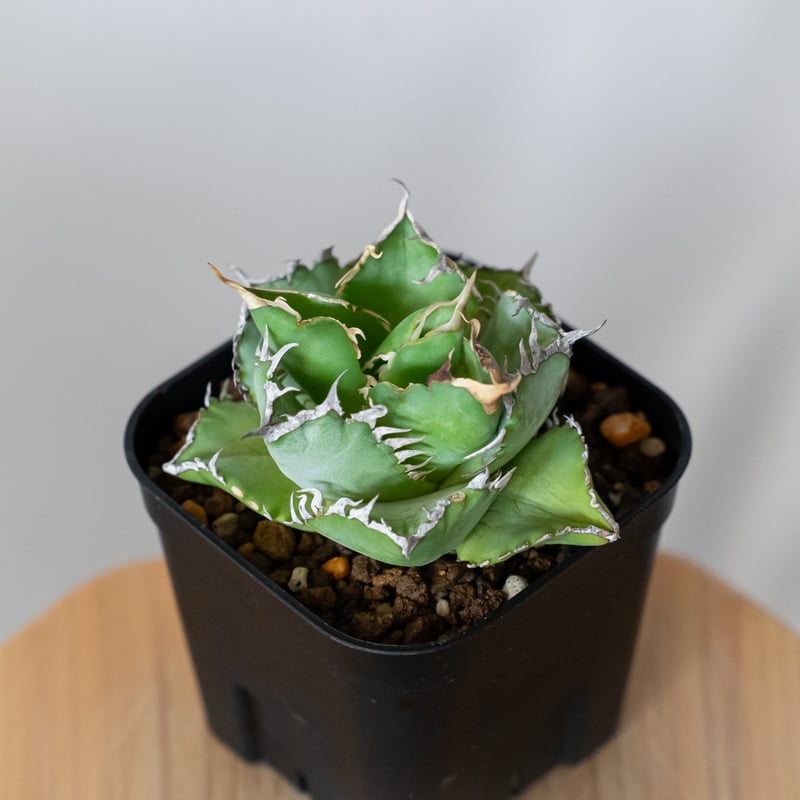 アガベ チタノタ フィリグリー OC株 agave titanota filigree 多肉植