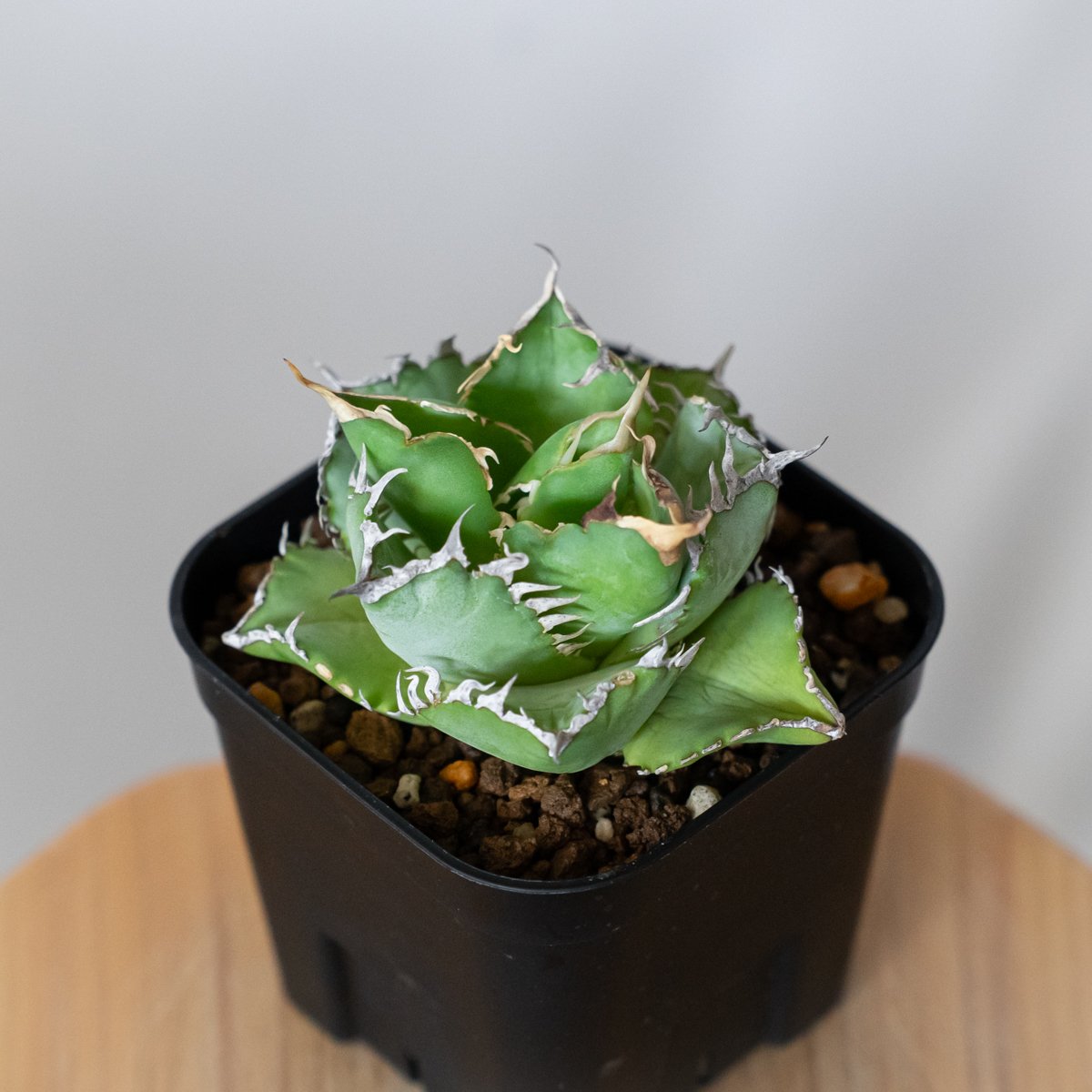 アガベ チタノタ フィリグリー OC株 agave titanota filigree 多肉植