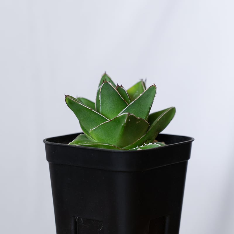 アガベ 笹の雪 桃太郎 OC株【発根管理中】Agave victoriae-reginae 多
