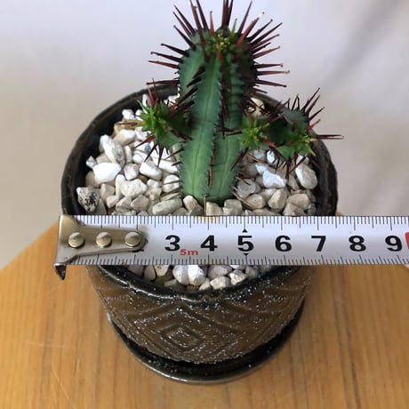 ユーフォルビア 紅彩閣 エノプラ 鉢セット Euphorbia enopla 塊根植物 多肉植物 珍奇植物 静岡 ANTIDOTE 通販 S1388