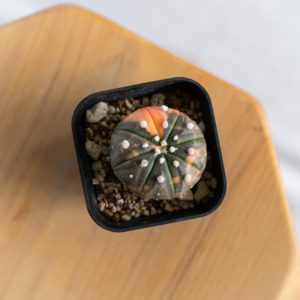 アストロフィツム 瑠璃兜錦 赤斑 美株 実生 Astrophytum asterias 多肉