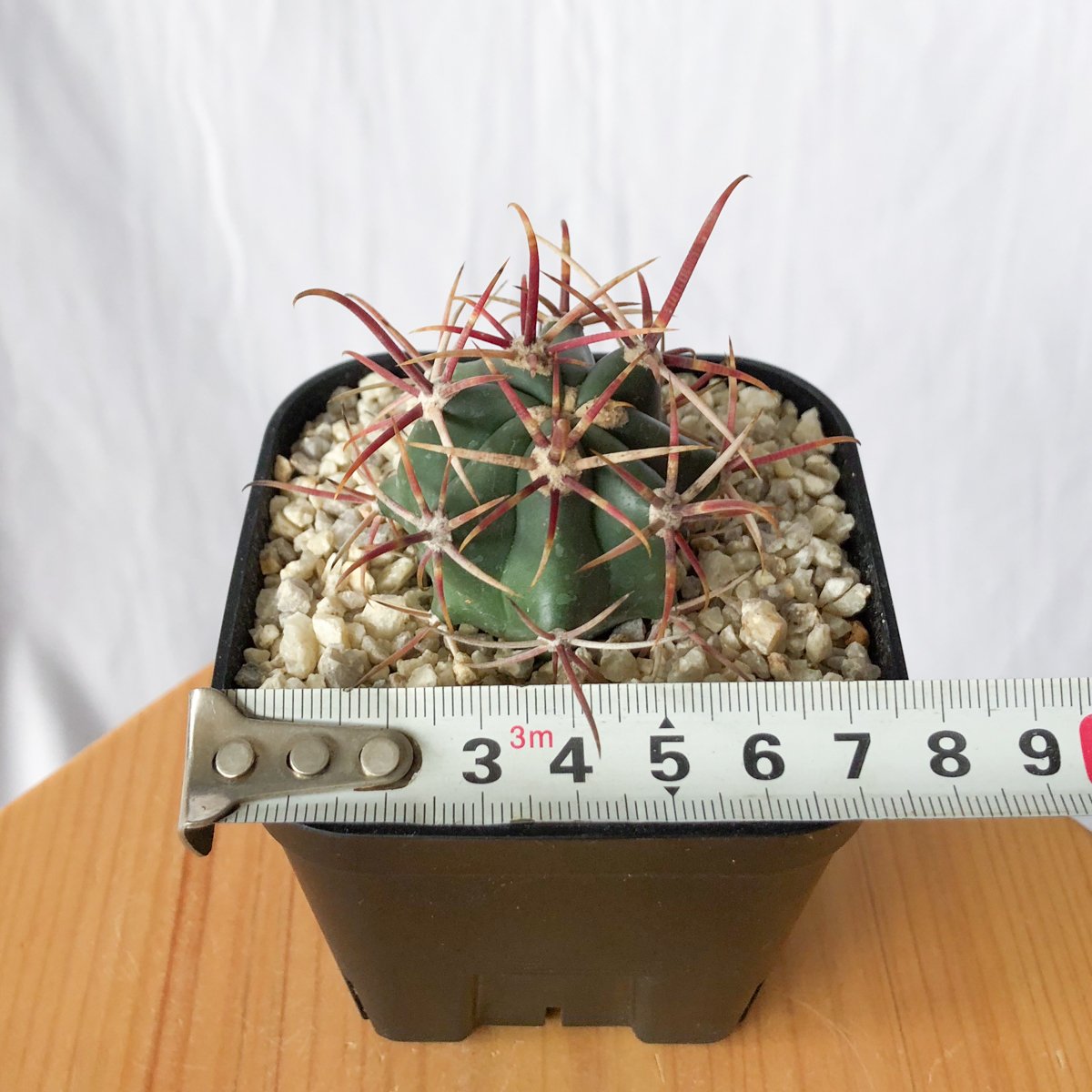 フェロカクタス 神仙玉 実生 美株 Ferocactus coloratus サボテン 多肉
