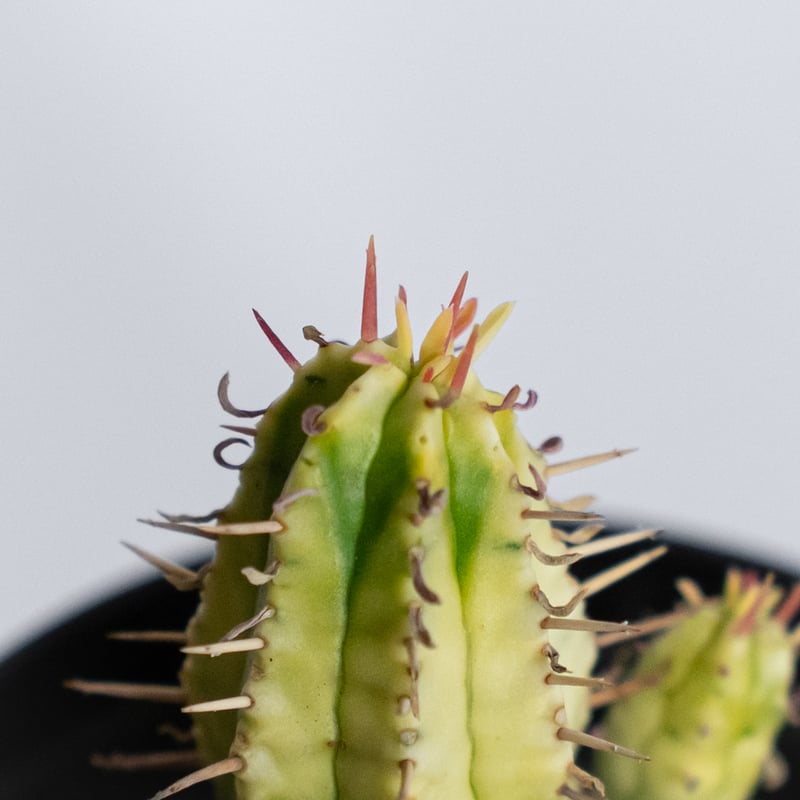 ユーフォルビア 紅彩閣錦 実生 エノプラ 斑入り Euphorbia enopla 塊根