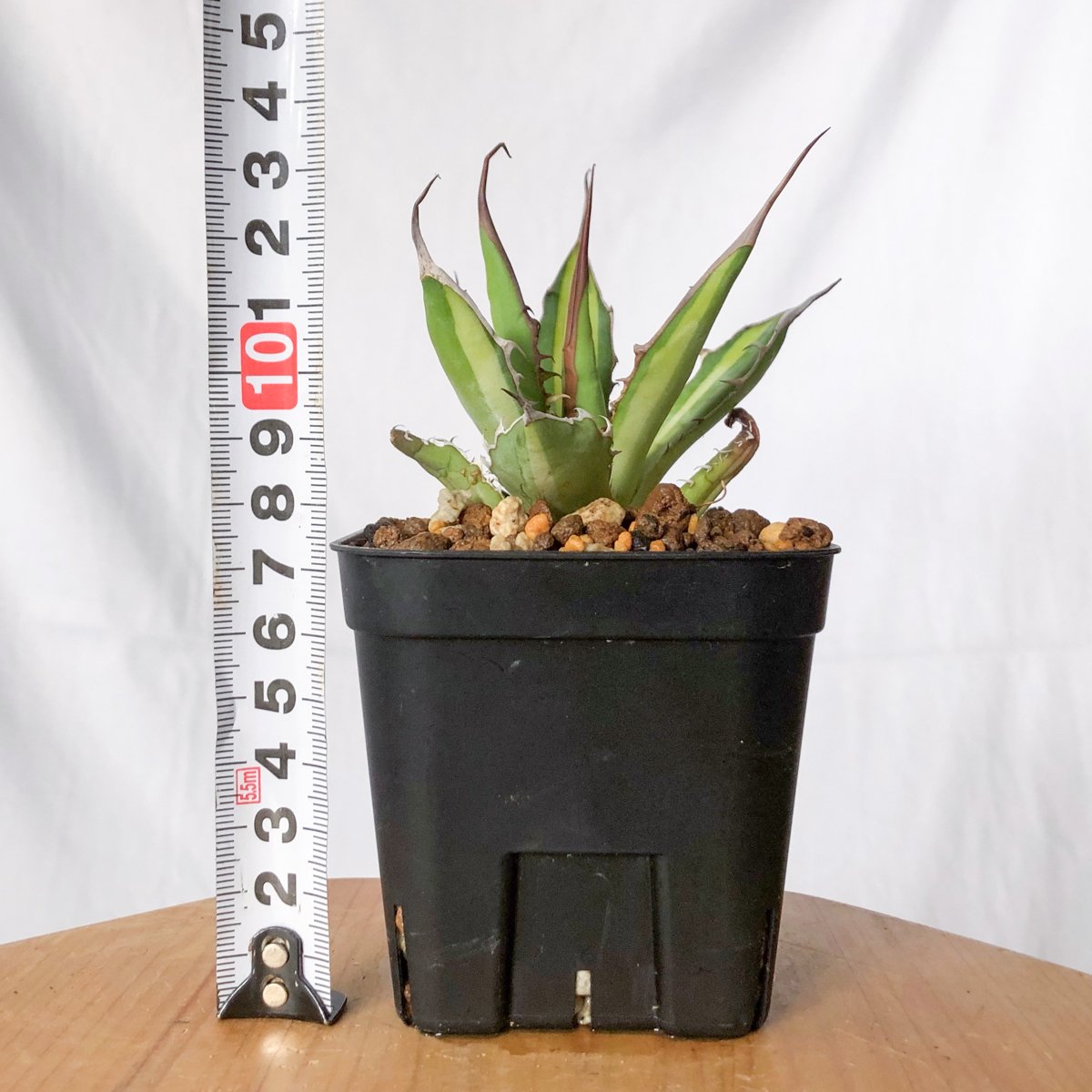 アガベ ホリダ 黄中斑 TC株【発根管理中】斑入り Agave horrida 多肉