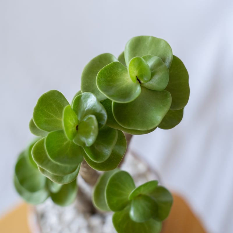 ポーチュラカリア モロキニエンシス molokiniensis 多肉植物 珍奇植物