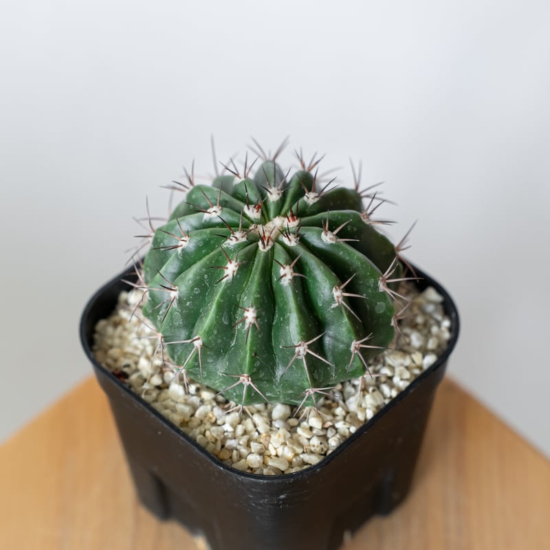 メロカクタス 層雲 実生 Melocactus amoenus サボテン 多肉植物 珍奇