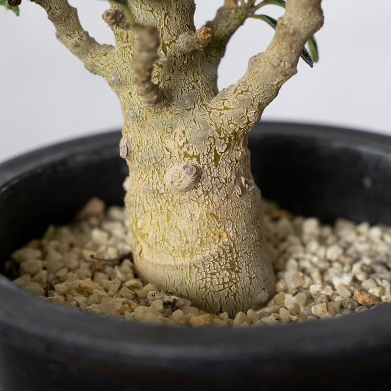 ドルステニア ギガス Dorstenia gigas 実生 塊根植物 多肉植物 珍奇