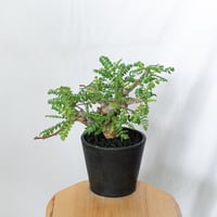 ボスウェリア ネグレクタ Boswellia neglecta 多肉植物 珍奇植物 静岡 ANTIDOTE 通販 S666