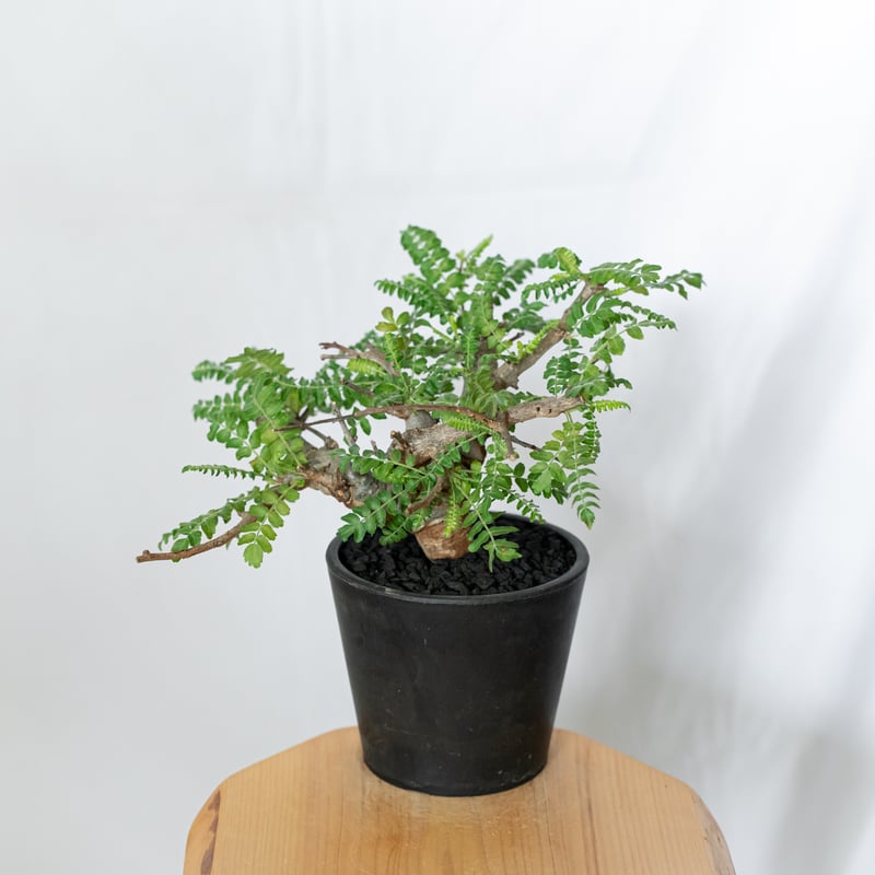 ボスウェリア ネグレクタ Boswellia neglecta 多肉植物 珍奇植物 静岡