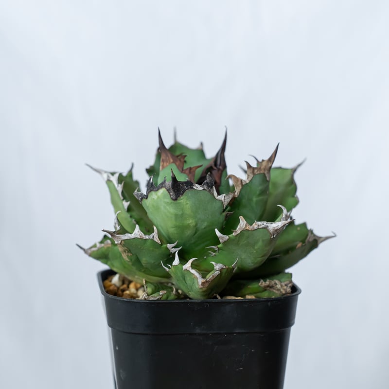 アガベ チタノタ 姫厳龍【発根管理中】OC株 美株 Agave titanota