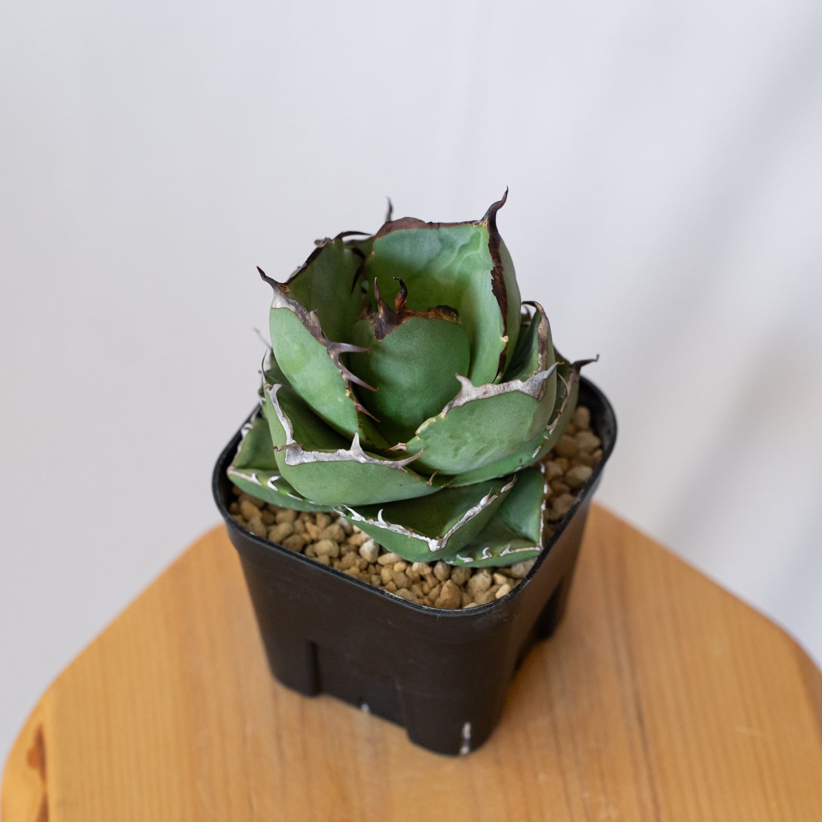アガベ チタノタ 純血ジャガーノート 美株 OC株 Agave titanota Jugger