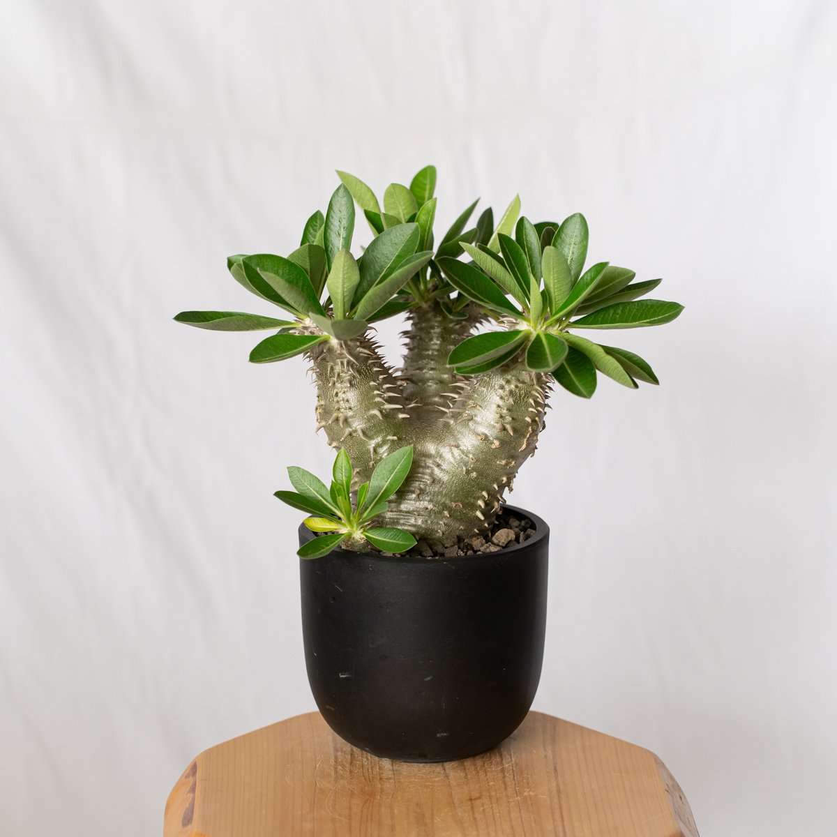 パキポディウム 恵比寿大黒 実生 美株 Pachypodium Densicaule 塊根植物
