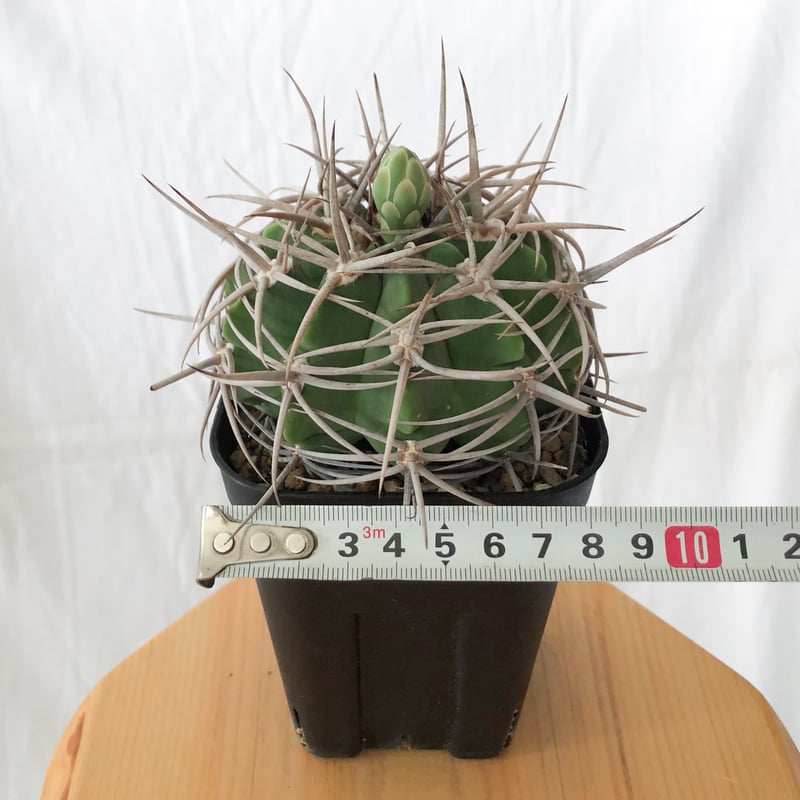 ギムノカリキウム フェロシオール 実生 Gymnocalycium hybopleurum v