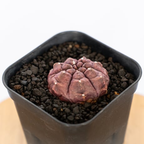 ギムノカリキウム デイドリーム 実生 Gymnocalycium Daydream サボテン 多肉植物 珍奇植物 静岡 ANTIDOTE 通販 S1147