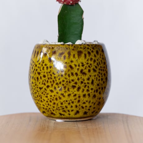 ハオルチア 十二の巻 鉢セット Haworthia fasciata 多肉植物 珍奇植物 静岡 ANTIDOTE 通販 S1385