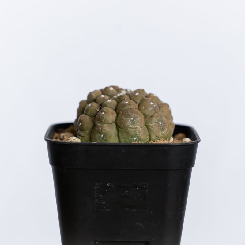 【美株】 アストロフィツム亀甲兜 国内実生株 塊根植物 サボテン アストロフィツム 亀甲兜 Astrophytum 多肉植物 サボテン 珍奇植物