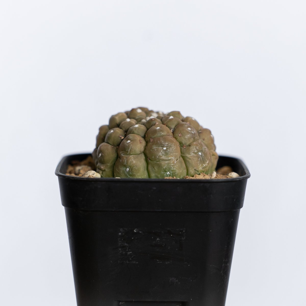 アストロフィツム 亀甲兜 リザードスキン 実生 Astrophytum Asteria