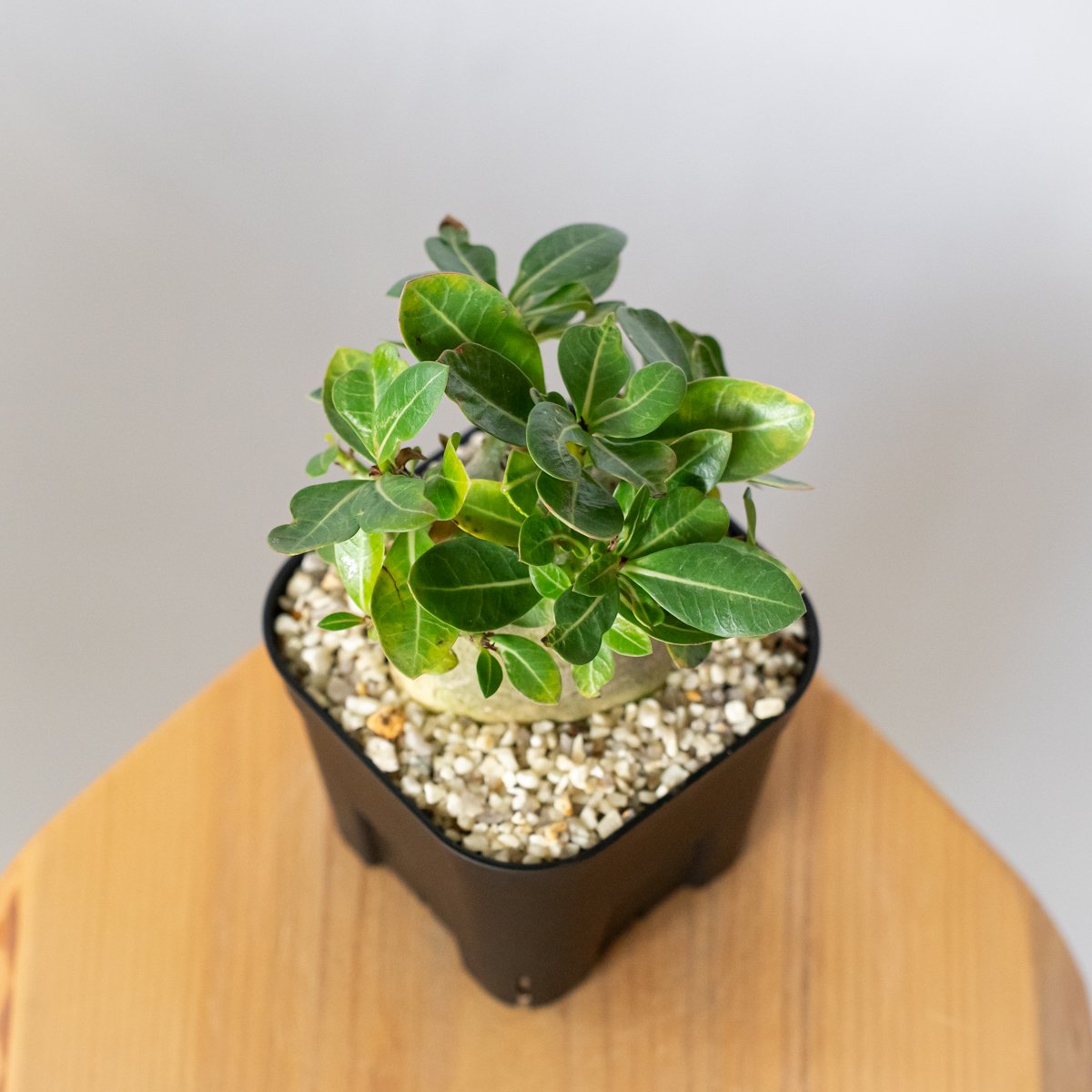 アデニウム アラビカム モンスター Adenium Arabicum Monster 塊根植物