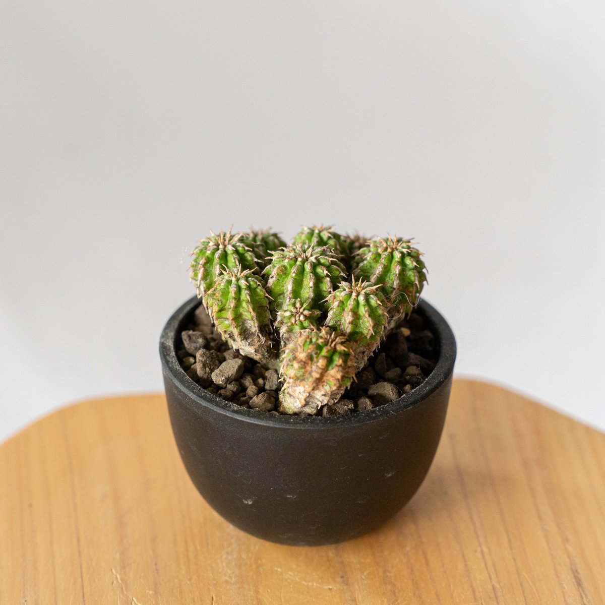 ユーフォルビア セプルタ Euphorbia sepulta 多肉植物 珍奇植物 ANTID