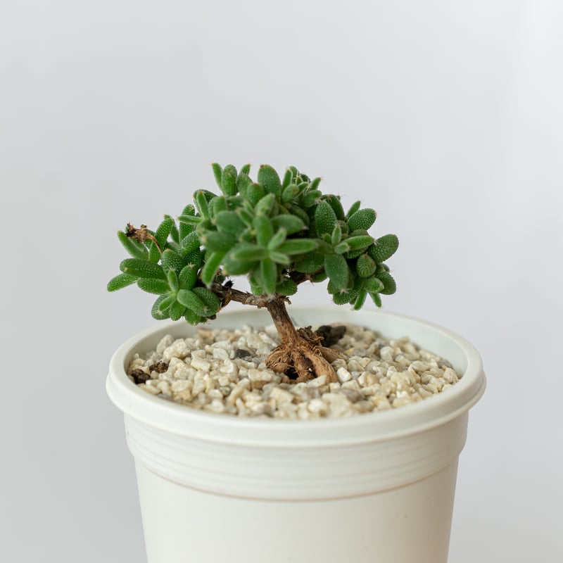 トリコディアデマ イントンサム 実生 Trichodiadema Intonsum 盆栽 塊根