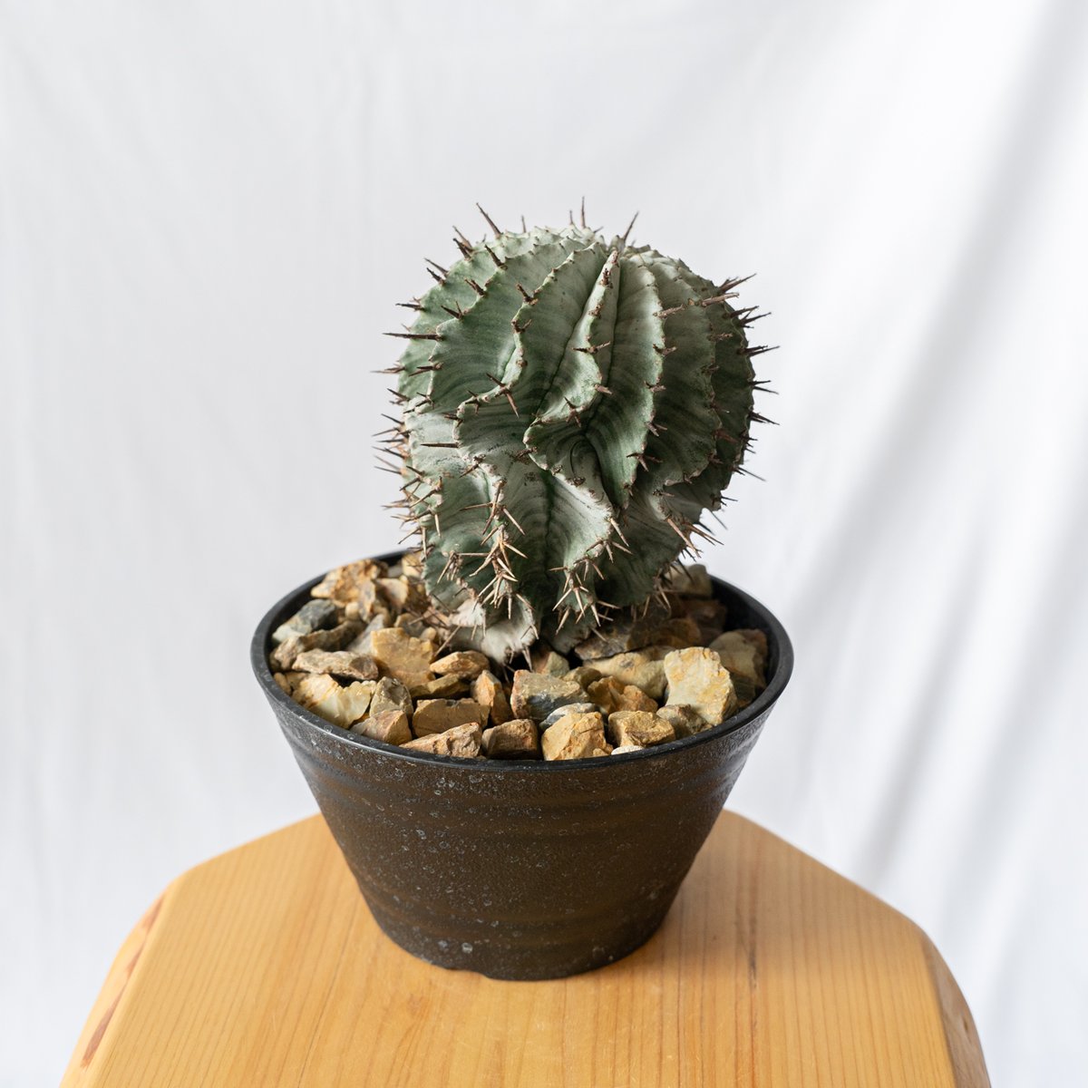 ◆オークション　ホリダ錦　ユーフォルビア　サボテン　多肉植物 Yahoo!オークション - σ ユーフォルビア ホリダ錦【極上斑】2.5号 Eup