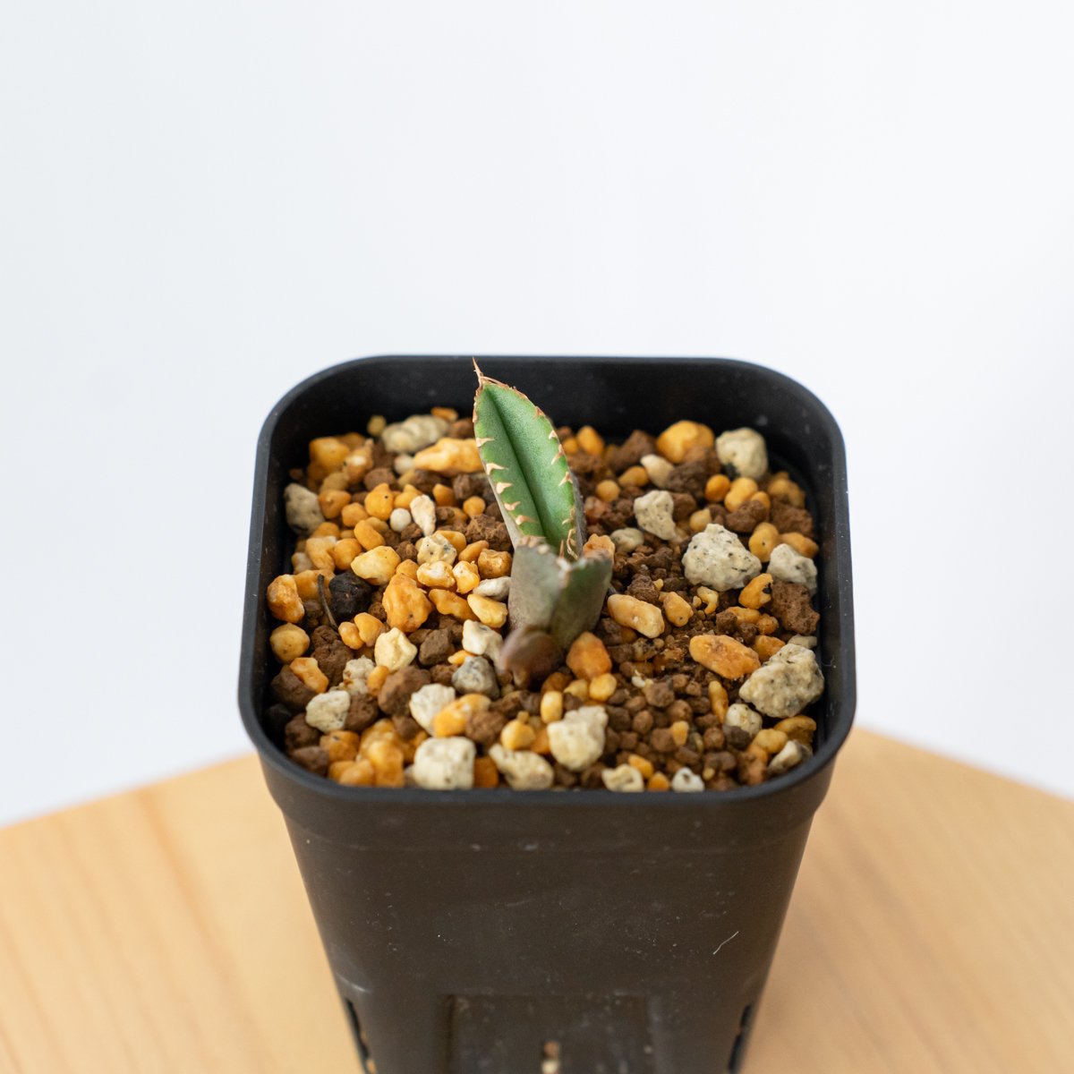 アガベ チタノタ 鰐亀 ワニガメ【発根管理中】TC株 Agave titanota 