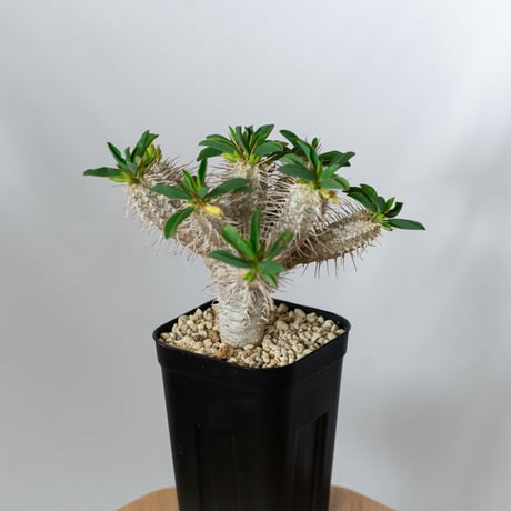 ユーフォルビア ギラウミニアナ 実生 Euphorbia guillauminiana 多肉植物 珍奇植物 ANTIDOTE 静岡 通販 S1457