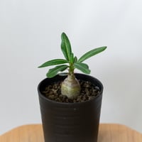 パキポディウム サキュレンタム 実生 Pachypodium succulentum 塊根植物 コーデックス 多肉植物 珍奇植物 静岡 ANTIDOTE 通販 S1468