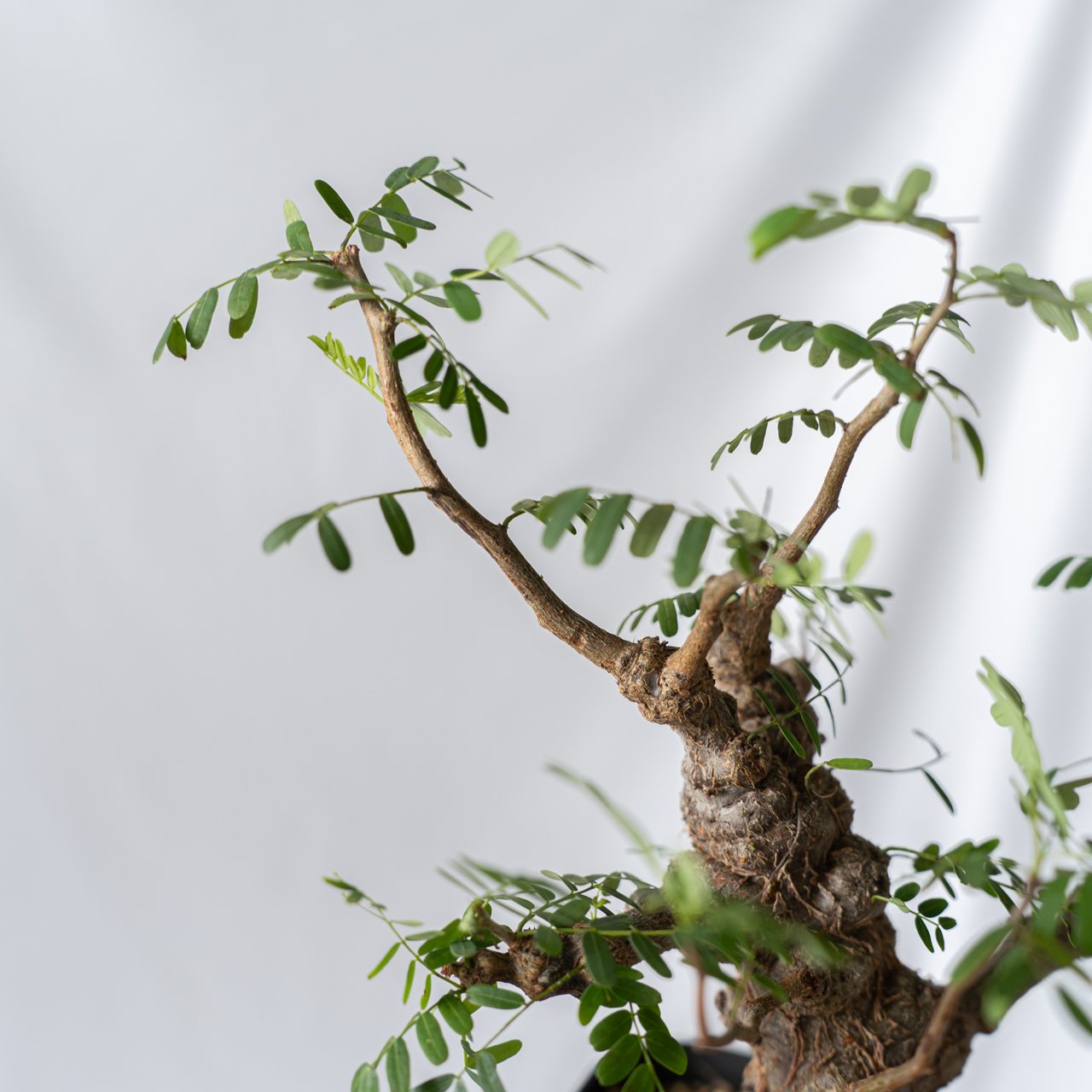 センナ メリディオナリス Senna Meridionalis コーデックス 塊根植物