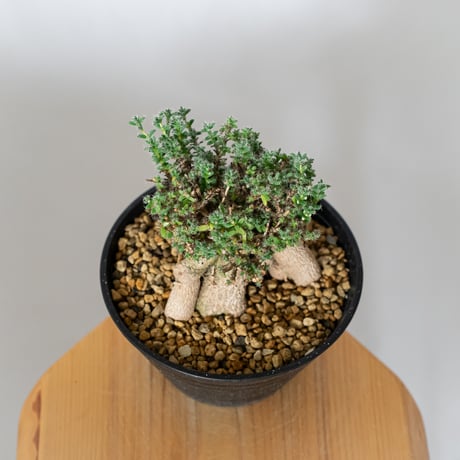トリコディアデマ ブルボスム 姫紅小松 実生 Trichodiadema bulbosum 盆栽 塊根植物 コーデックス 多肉植物 珍奇植物 静岡 ANTIDOTE 通販 S1502