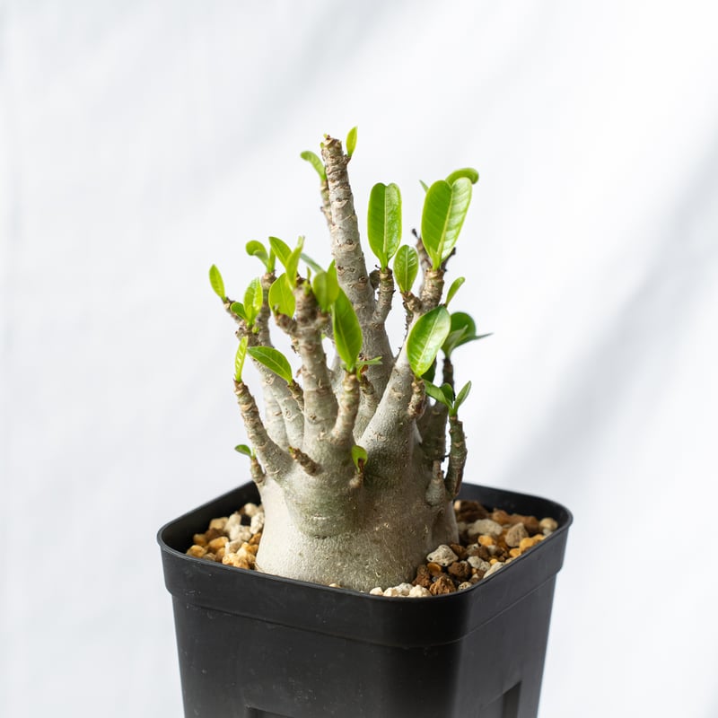 【激レア/ブラックスキン/ドワーフ 】アデニウム アラビカム ガラメー B-10 激レア/ブラックスキン/ドワーフ 】アデニウム アラビカム