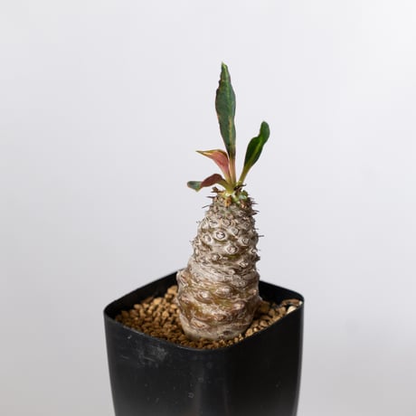 ユーフォルビア パキポディオイデス 実生 Euphorbia pachypodioides 多肉植物 珍奇植物 静岡 ANTIDOTE 通販 S1508