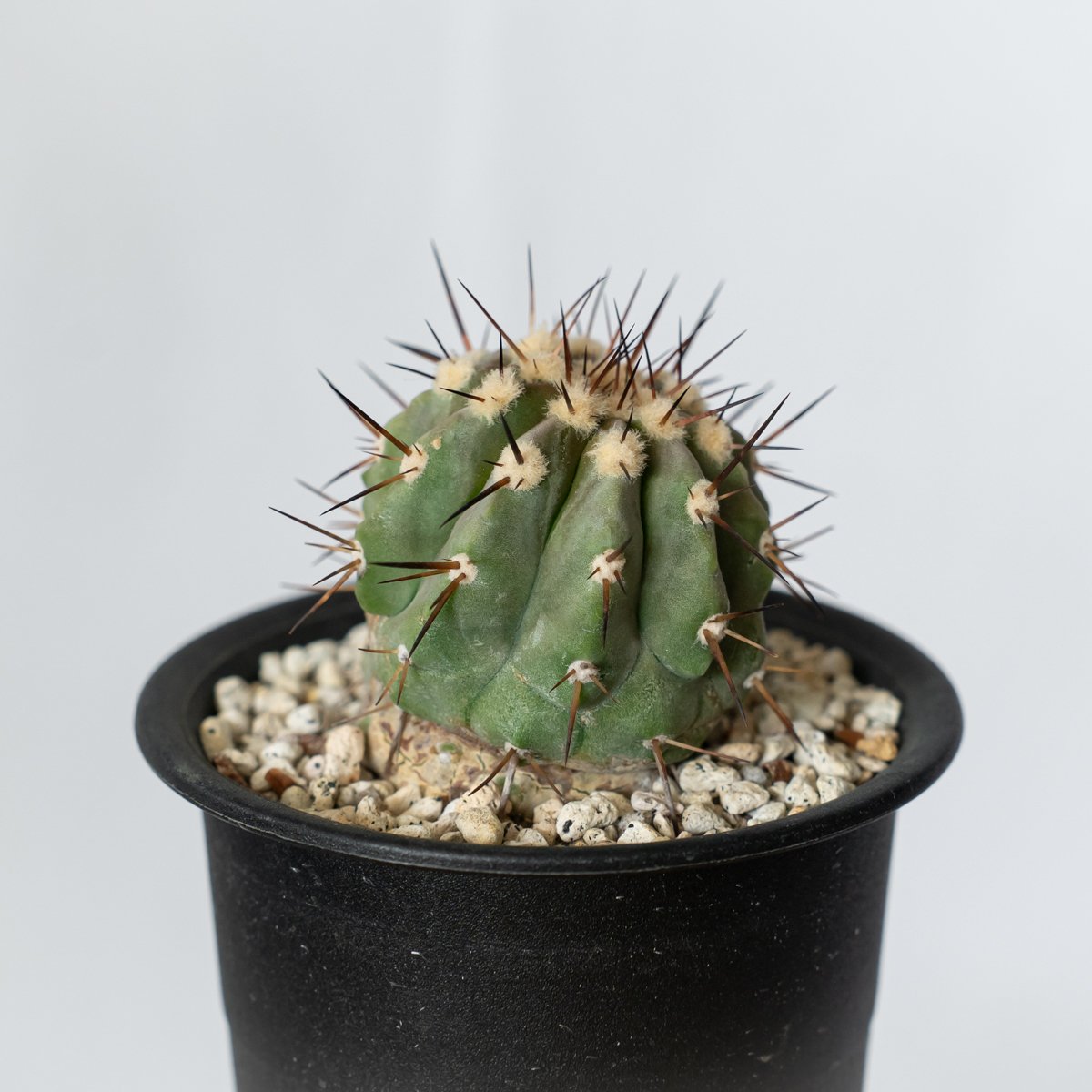 コピアポア 黒王丸 実生 Copiapoa cinerea サボテン 多肉植物 珍奇植物