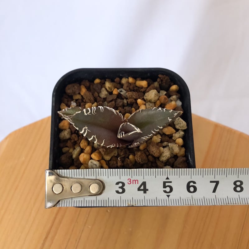 アガベ チタノタ 金蟾【発根管理中】TC株 Agave titanota kinsen 多肉植