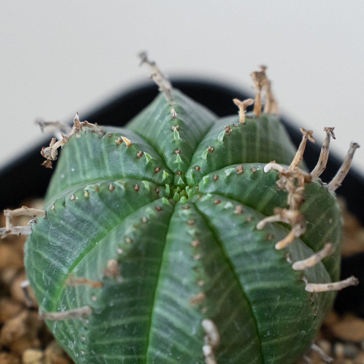 ユーフォルビア バリダ 実生 Euphorbia super valida 多肉植物 珍奇植物