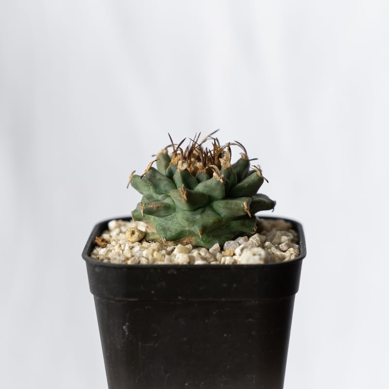 ツルビニカルプス アロンソイ 実生 Turbinicarpus alonsoi