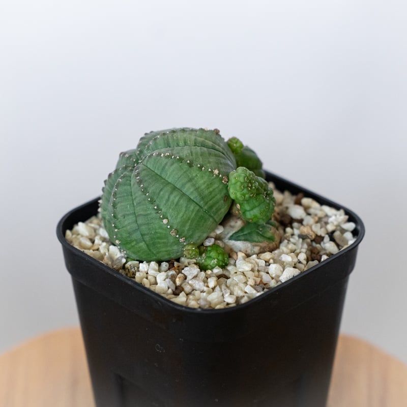 ユーフォルビア 仔吹きシンメトリカ Euphorbia symmetrica オベサ 多肉