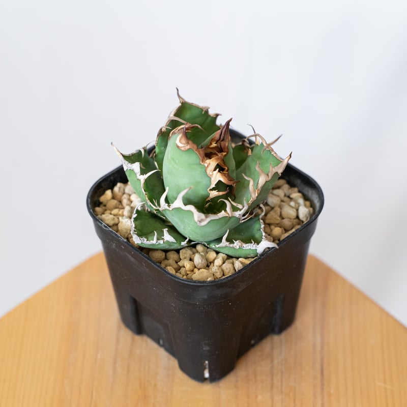 アガベ チタノタ シーザー 美株 OC株 Agave titanota Caesar 多肉植物
