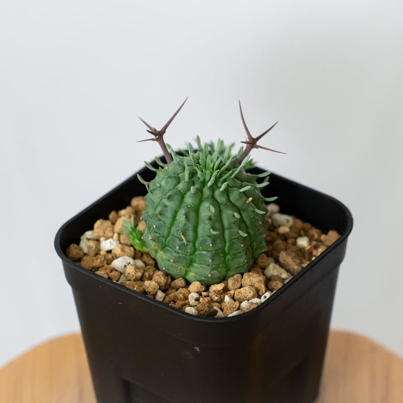 EMP ユーフォルビア 群生冠 実生 / Yu167 ユーフォルビア 群星冠 実生 Euphorbia stellispina 多肉植物 珍奇植物