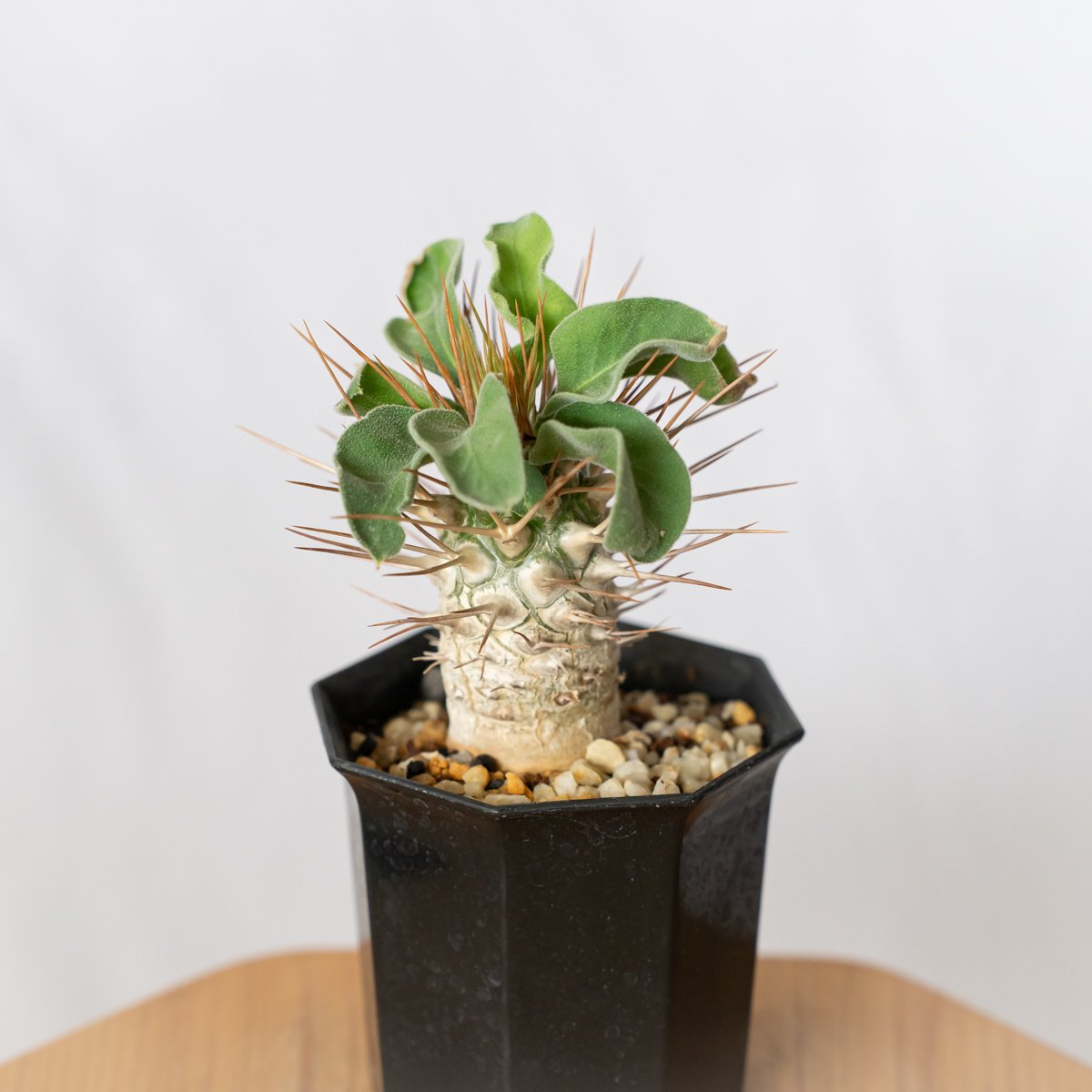パキポディウム・ナマクアナム Pachypodium 美形　　大株 Pachypodium namaquanum【パキポディウム・ナマクアナム・光堂・実生