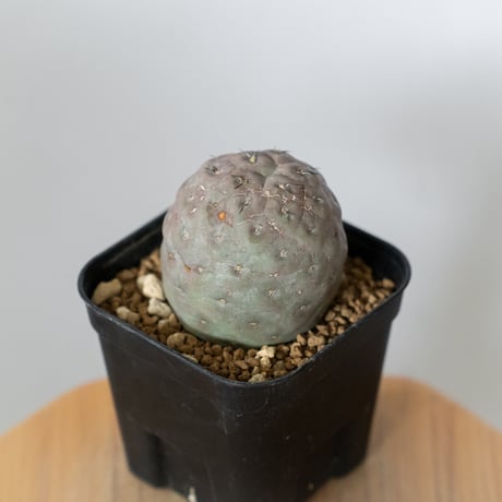テフロカクタス ゲオメトリクス 実生 Tephrocactus geometricus サボテン 多肉植物 珍奇植物 静岡 ANTIDOTE 通販 S1477