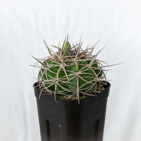 ギムノカリキウム フェロシオール 実生 Gymnocalycium hybopleurum v. ferocior サボテン 多肉植物 珍奇植物 静岡 ANTIDOTE 通販 S641