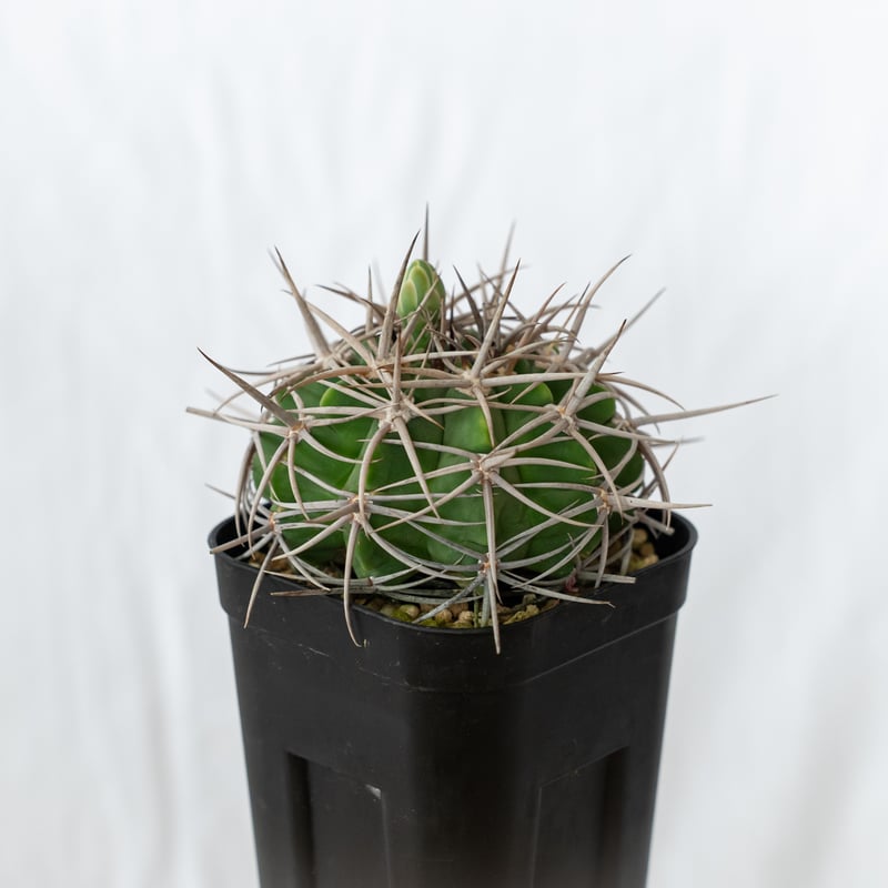 ギムノカリキウム フェロシオール 実生 Gymnocalycium hybopleurum v