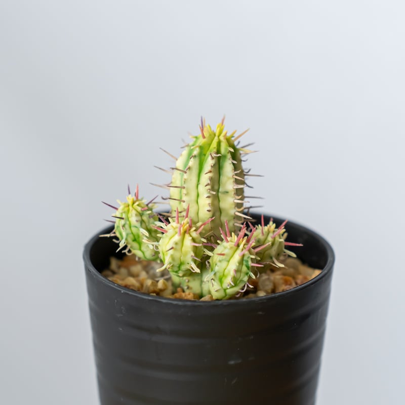 紅彩閣黒棘 綴化 ユーフォルビア エノプラ モンストローサ